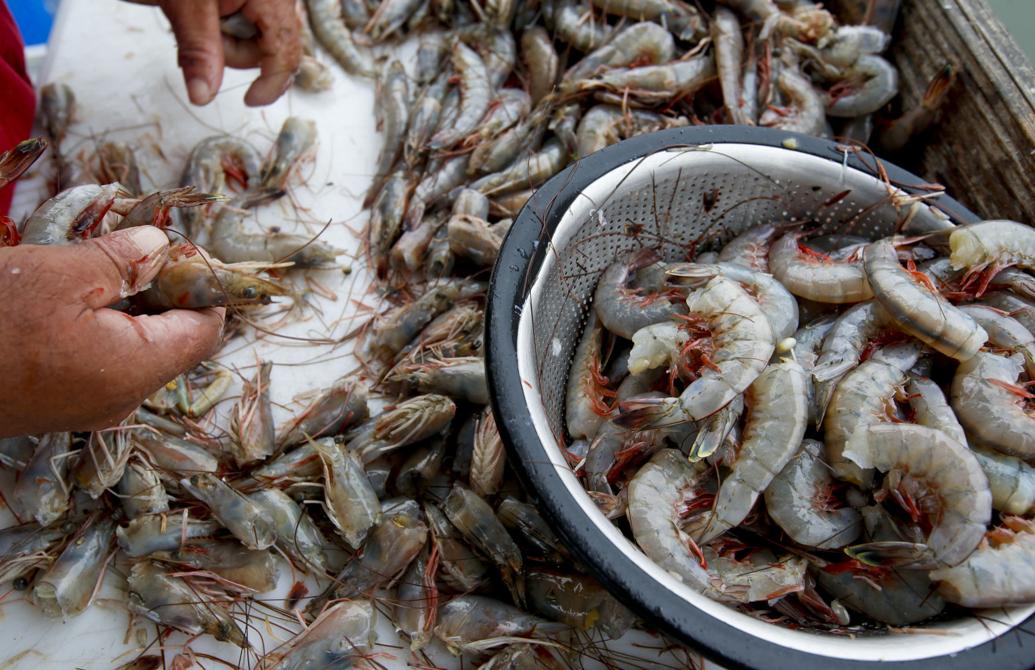 Extra Large Carolina Shrimp (21/25 per lb)