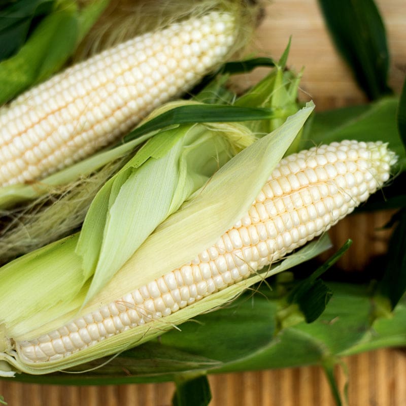 Osage Farms Silver Queen Corn