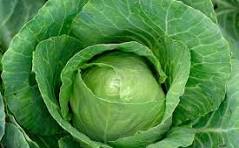 Osage Farm Premium Cabbage